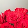 rose_1528